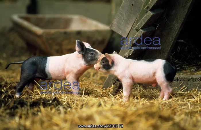 : Domestic PIG - Haellisches pig, two piglets : Domestic PIG - Haellisches pig, two piglets