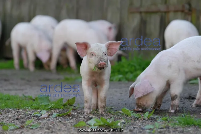 : Domestic pig, happy piglets : Domestic pig, happy piglets