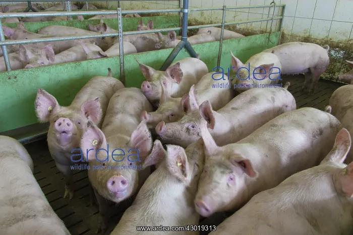  : Domestic Pig interior of piggery with high stock density