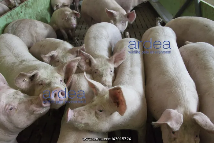 : Domestic Pig interior of piggery with high stock density : Domestic Pig interior of piggery with high stock density