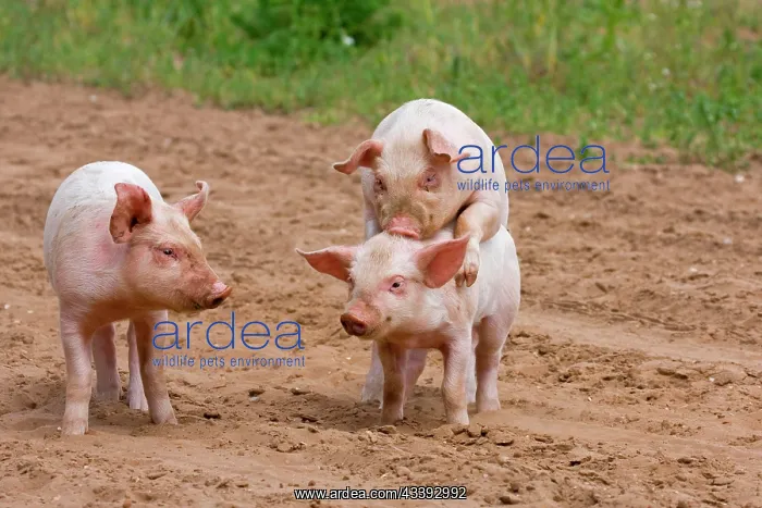 : Domestic Pig, Large White x Landrace x Duroc, fr : Domestic Pig, Large White x Landrace x Duroc, fr