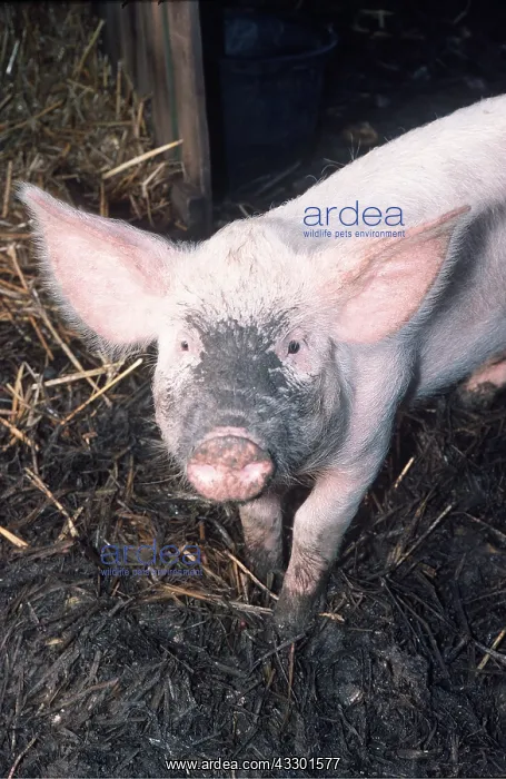 : DOMESTIC PIG - with muddy face in pig sty : DOMESTIC PIG - with muddy face in pig sty