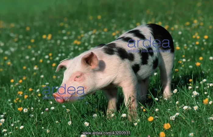 : Domestic Pig, piglet : Domestic Pig, piglet