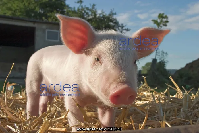 : Domestic Pig, piglet : Domestic Pig, piglet