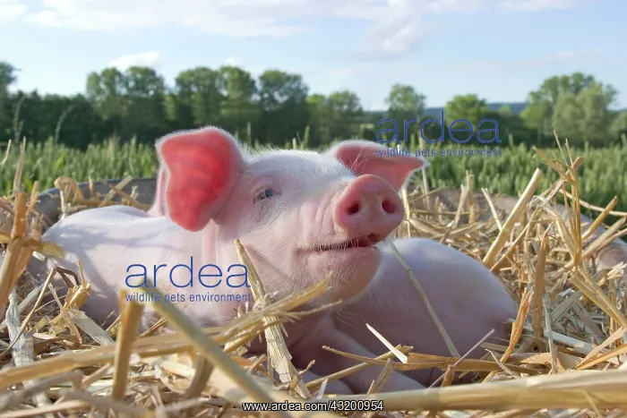 : Domestic Pig, piglet : Domestic Pig, piglet