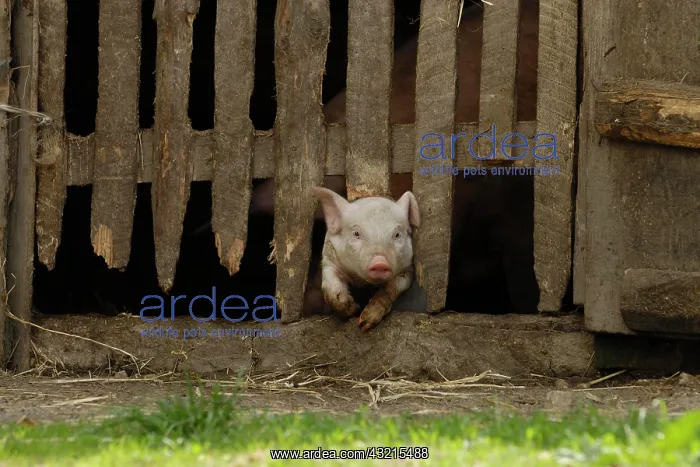 : Domestic pig, piglet comes from stable : Domestic pig, piglet comes from stable