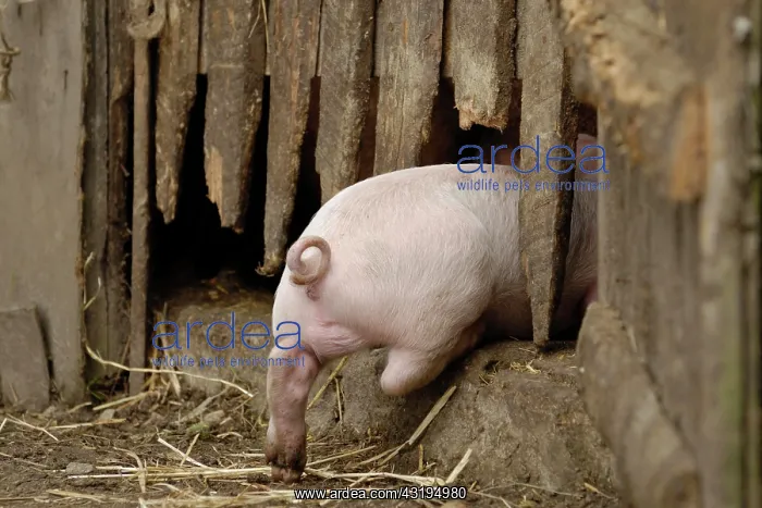 : Domestic pig, piglet goes into stable : Domestic pig, piglet goes into stable