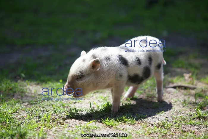 : Domestic pig, piglet (Sus scrofa domestica) standing : Domestic pig, piglet (Sus scrofa domestica) standing