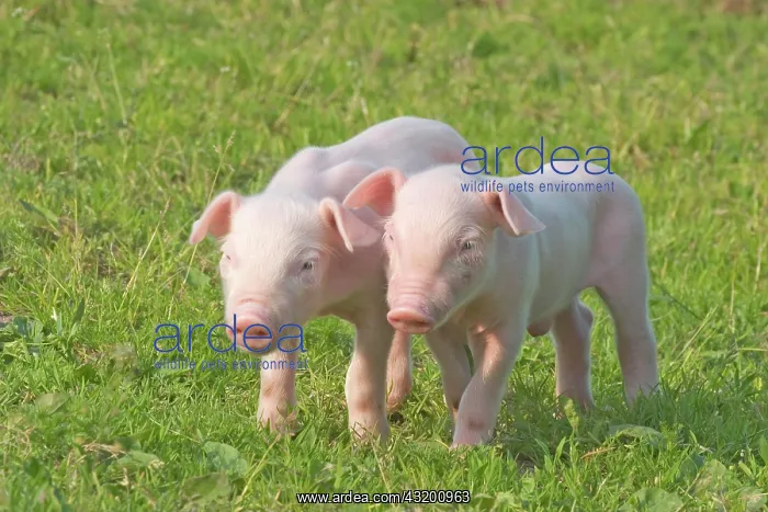 : Domestic Pig, piglets : Domestic Pig, piglets