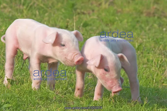 : Domestic Pig, piglets : Domestic Pig, piglets