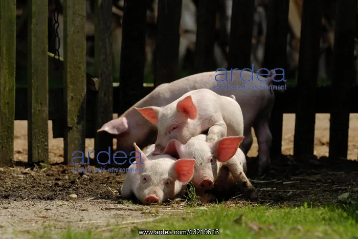 : Domestic pig, piglets lie together : Domestic pig, piglets lie together