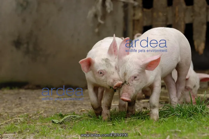 : Domestic pig, two piglets play together : Domestic pig, two piglets play together