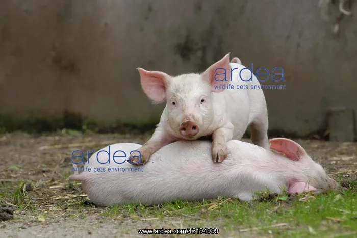 : Domestic pig, playing piglets : Domestic pig, playing piglets