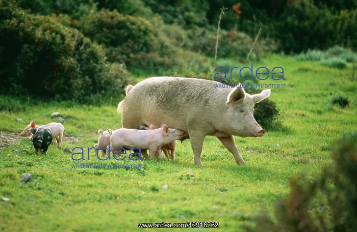: Domestic PIG - Sow with piglets : Domestic PIG - Sow with piglets