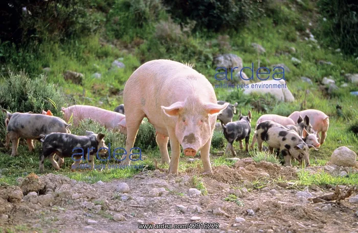 : Domestic Pig - sow with piglets, free-range husbandry : Domestic Pig - sow with piglets, free-range husbandry