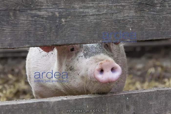  : Domestic Pig sow in stable