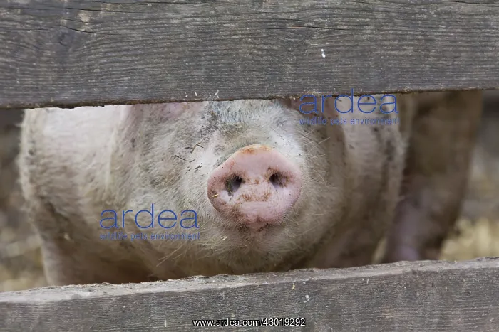  : Domestic Pig sow in stable