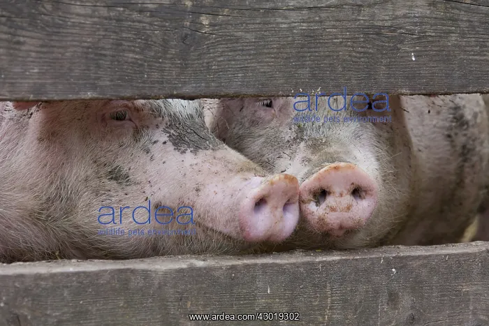  : Domestic Pig sow in stable