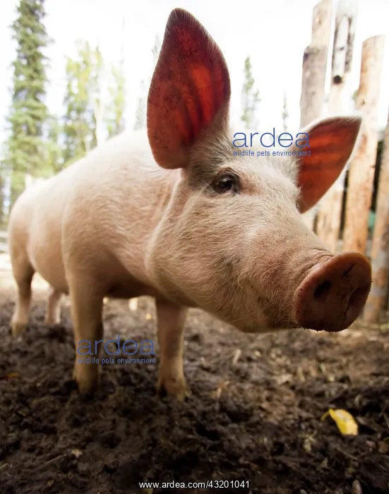 : Domestic pig (Sus domestica) at an organic farm : Domestic pig (Sus domestica) at an organic farm