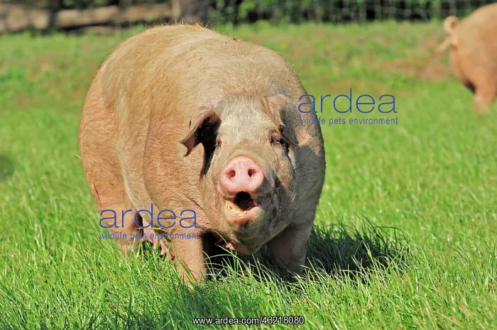 : Domestic pig (Sus scrofa domestica), free-range : Domestic pig (Sus scrofa domestica), free-range