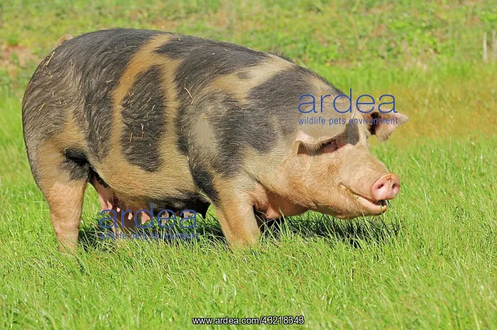 : Domestic pig (Sus scrofa domestica), free-range : Domestic pig (Sus scrofa domestica), free-range