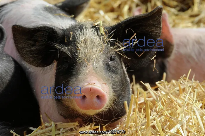 : Domestic Pig (Sus scrofa domestica), young animal : Domestic Pig (Sus scrofa domestica), young animal
