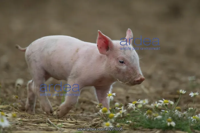 : Domestic Pig (Sus scrofa domesticus), piglet in : Domestic Pig (Sus scrofa domesticus), piglet in