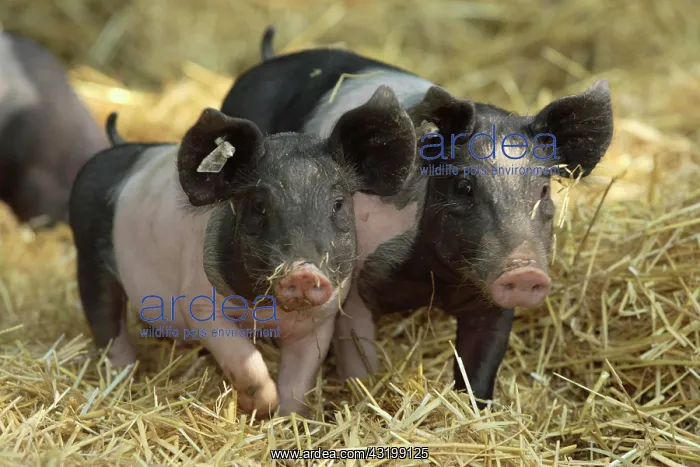 : Domestic pig, Swabian Hall Swine (Sus scrofa domestica) : Domestic pig, Swabian Hall Swine (Sus scrofa domestica)