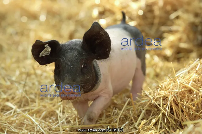: Domestic pig, Swabian Hall Swine (Sus scrofa domestica) : Domestic pig, Swabian Hall Swine (Sus scrofa domestica)
