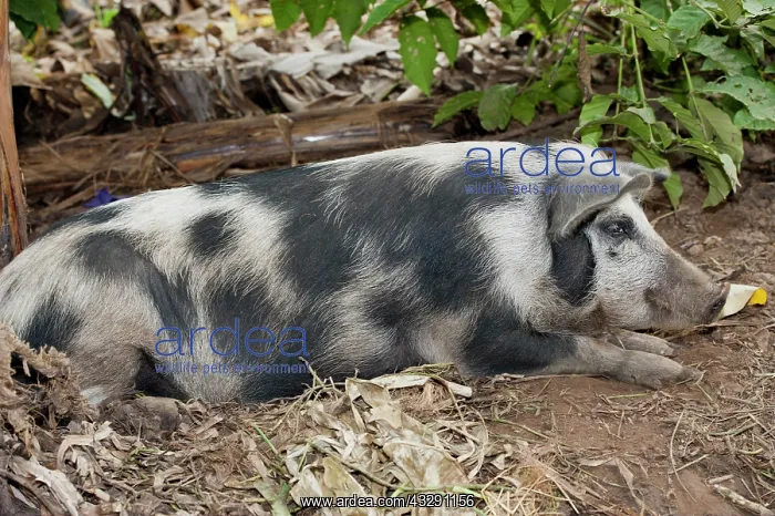 : Domestic Pig, young, resting in pen on farm, Uganda : Domestic Pig, young, resting in pen on farm, Uganda