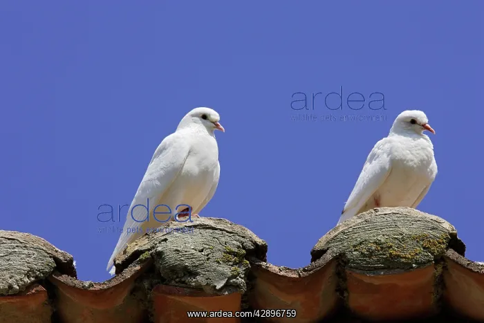 : Domestic Pigeon : Domestic Pigeon