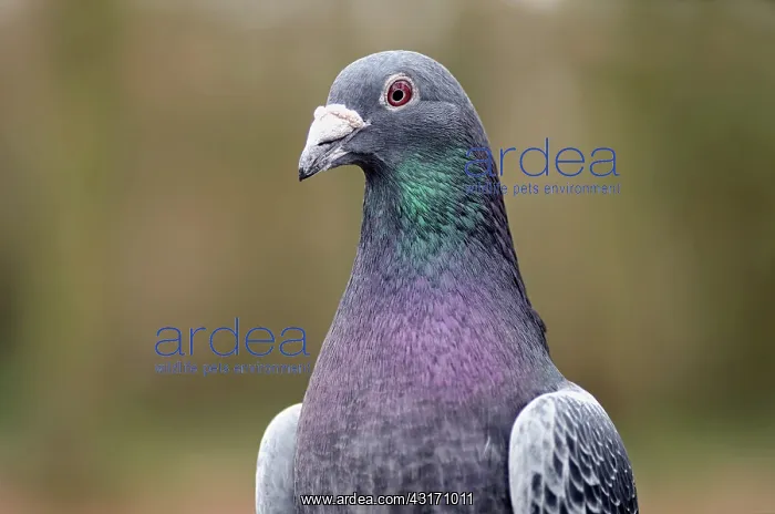 : Domestic Pigeon : Domestic Pigeon