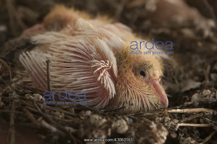 : Domestic pigeon chicks aged 11 days at nest Spain : Domestic pigeon chicks aged 11 days at nest Spain