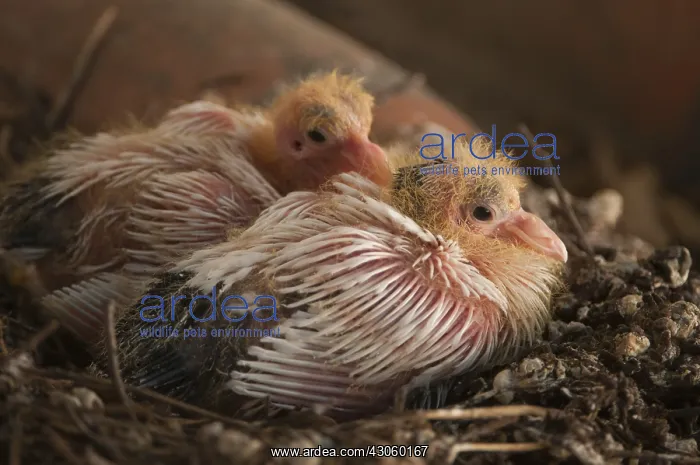 : Domestic pigeon chicks aged 11 days at nest Spain : Domestic pigeon chicks aged 11 days at nest Spain
