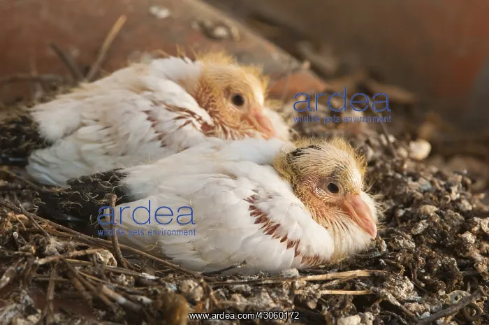  : Domestic pigeon chicks aged 14 days at nest Spain