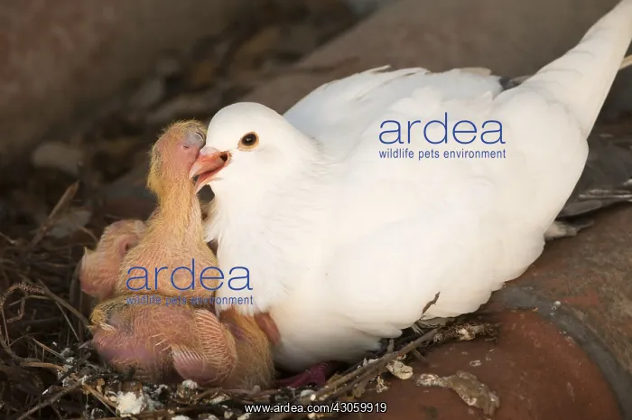 : Domestic pigeon feeding its nestlings Spain : Domestic pigeon feeding its nestlings Spain
