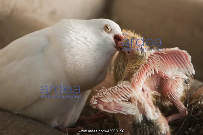 : Domestic pigeon feeding its nestlings Spain : Domestic pigeon feeding its nestlings Spain