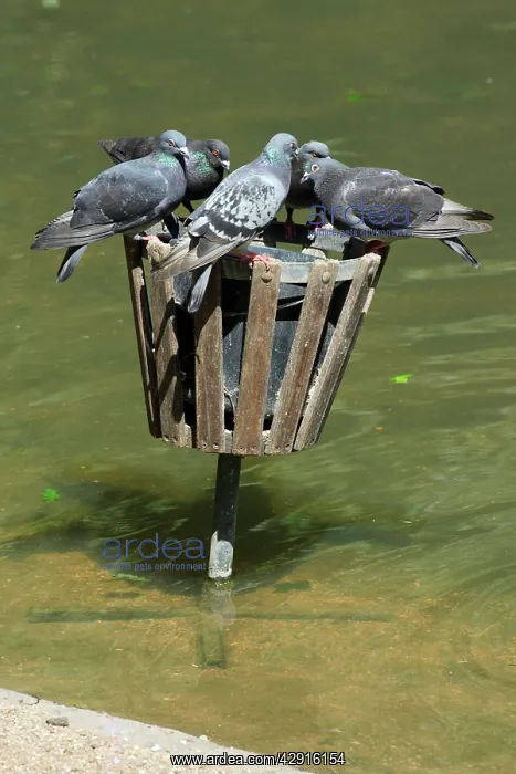 : Domestic Pigeons - at wildfowl feeding bin in zoo : Domestic Pigeons - at wildfowl feeding bin in zoo