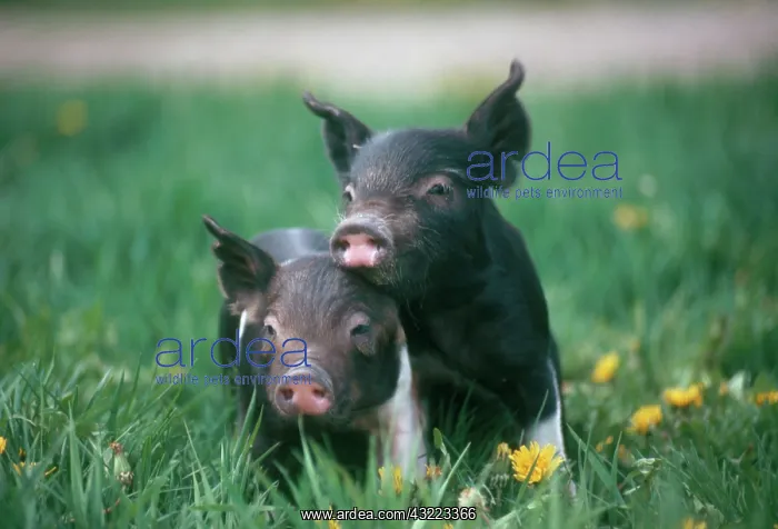 : Domestic piglets : Domestic piglets