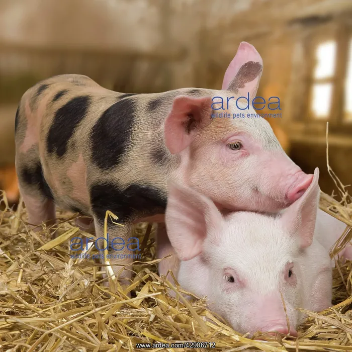  : Domestic Pigs - in barn