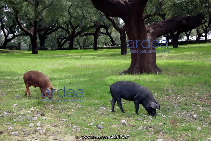 : Domestic Pigs - feeding on acorns : Domestic Pigs - feeding on acorns