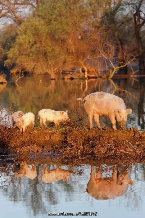 : The domestic pigs of Maliuc often roam free : The domestic pigs of Maliuc often roam free