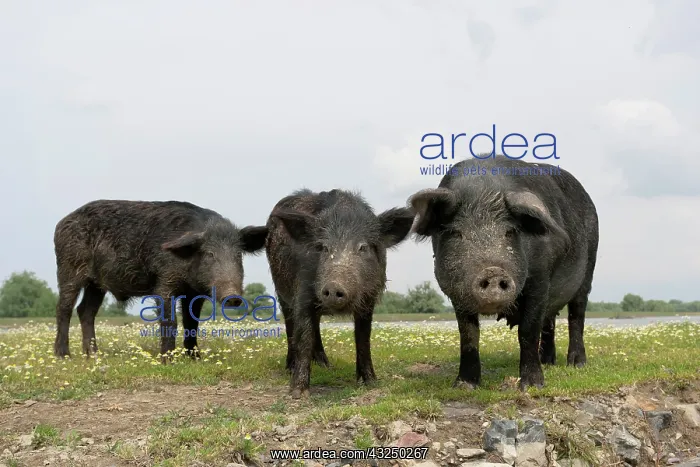 : The domestic pigs of Maliuc often roam free : The domestic pigs of Maliuc often roam free