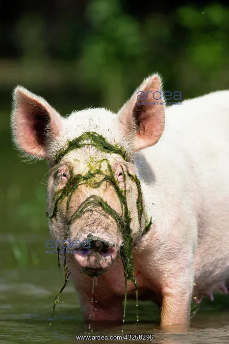 : The domestic pigs of Maliuc often roam free : The domestic pigs of Maliuc often roam free