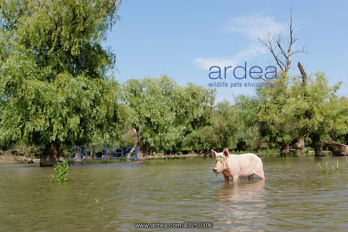 : The domestic pigs of Maliuc often roam free : The domestic pigs of Maliuc often roam free