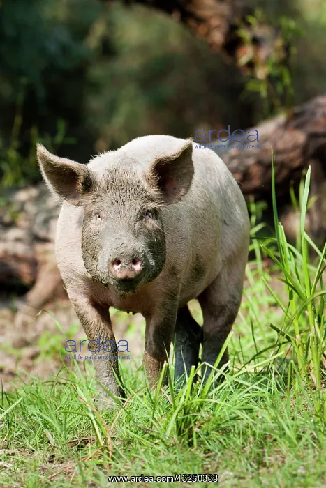 : The domestic pigs of Maliuc often roam free : The domestic pigs of Maliuc often roam free