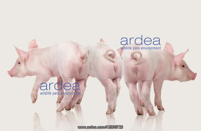  : Domestic Pigs - three in studio