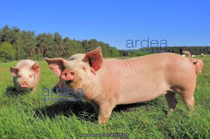 : Domestic pigs (Sus scrofa domestica), free-range : Domestic pigs (Sus scrofa domestica), free-range