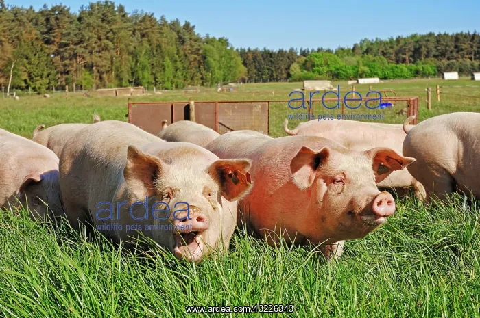 : Domestic pigs (Sus scrofa domestica), free-range : Domestic pigs (Sus scrofa domestica), free-range