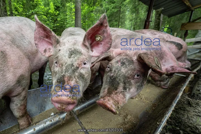 : Domestic Pigs (Sus scrofa domesticus) at a trough : Domestic Pigs (Sus scrofa domesticus) at a trough